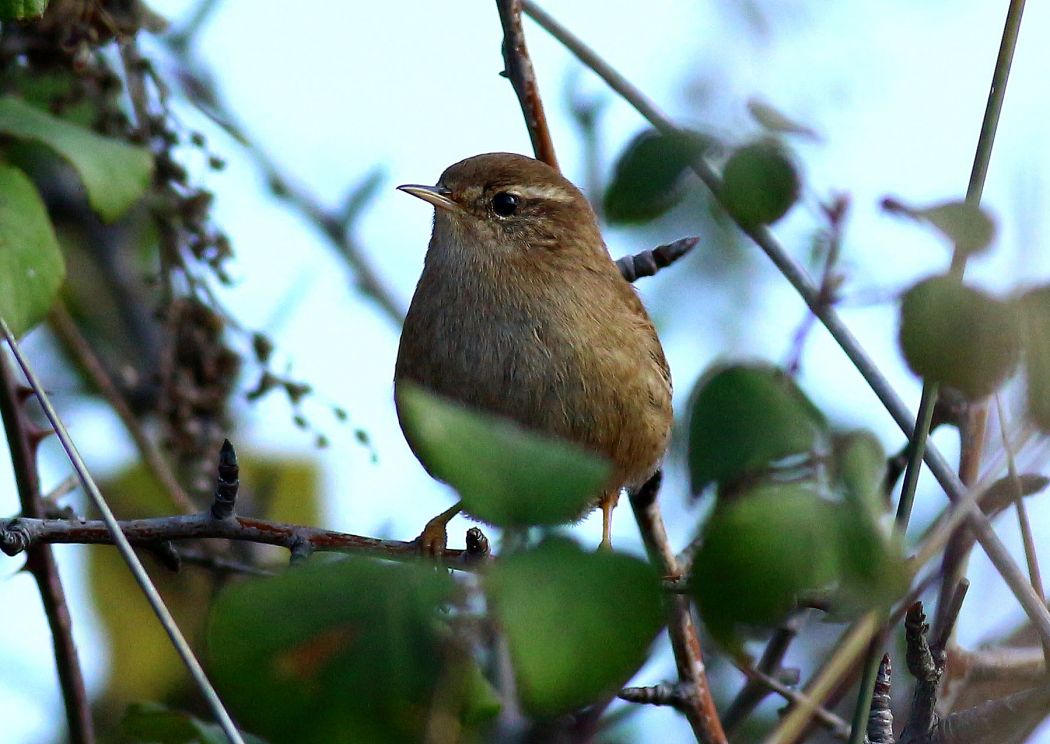 Eurasian Wren