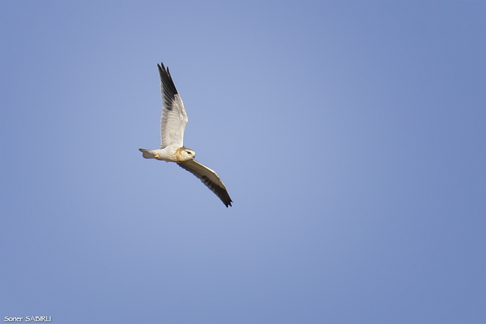 Black-winged Kite
