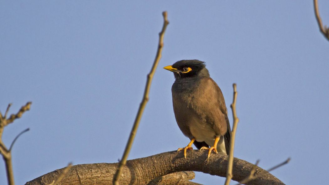 Common Myna