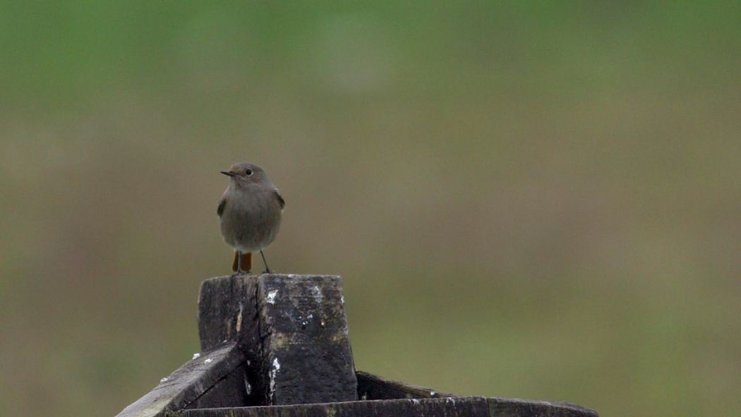Black Redstart