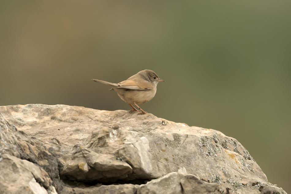 Spectacled Warbler