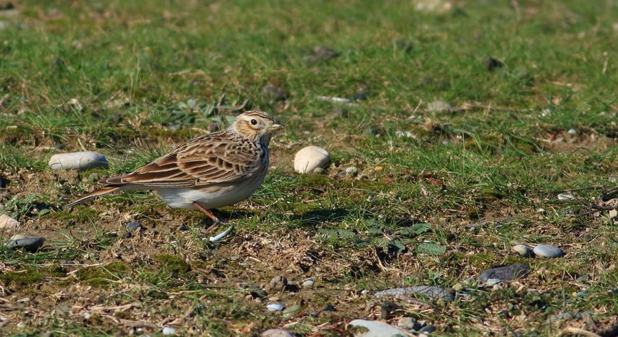 Eurasian Skylark