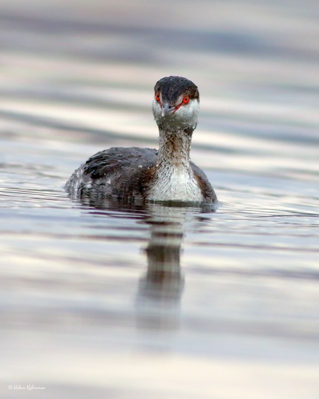 Horned Grebe