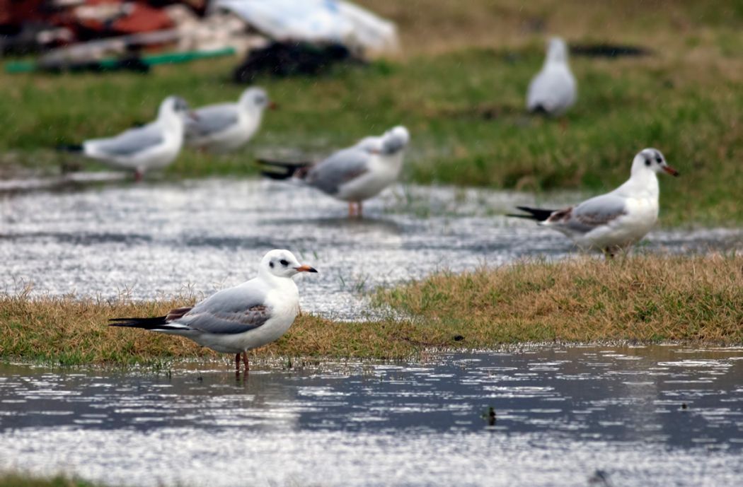 Black-headed Gull