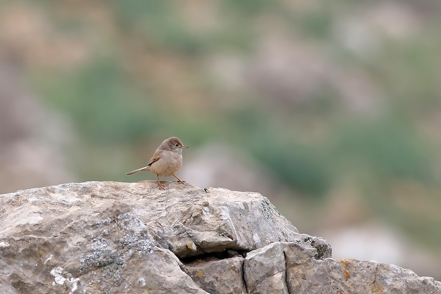 Spectacled Warbler