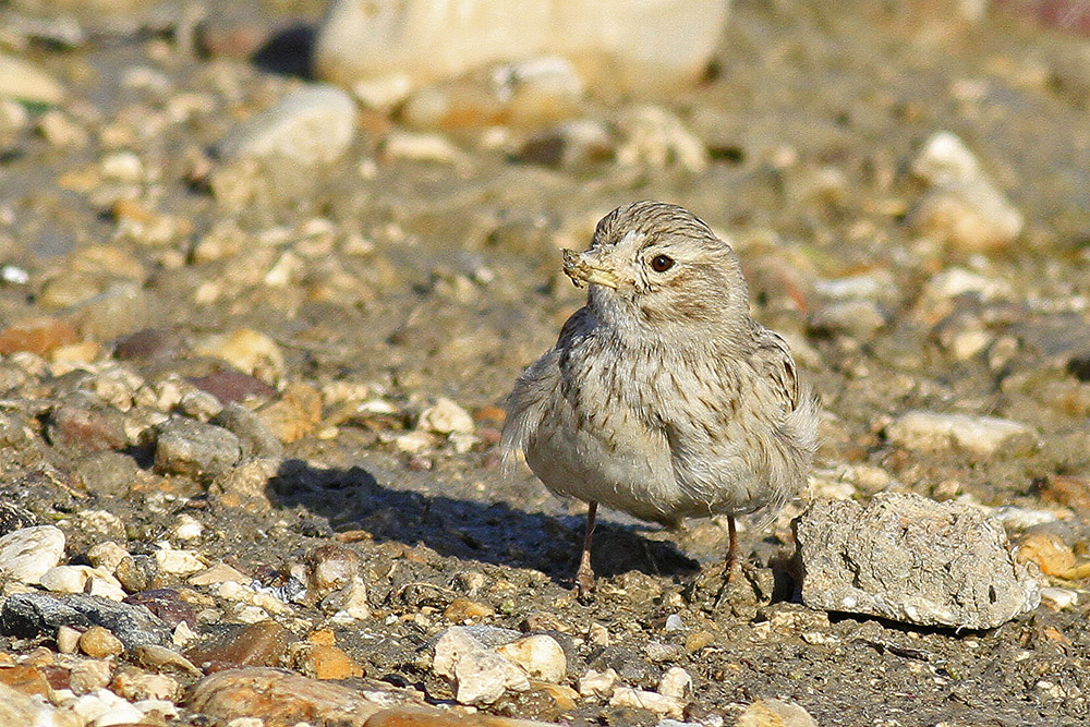 Turkestan Short-toed Lark