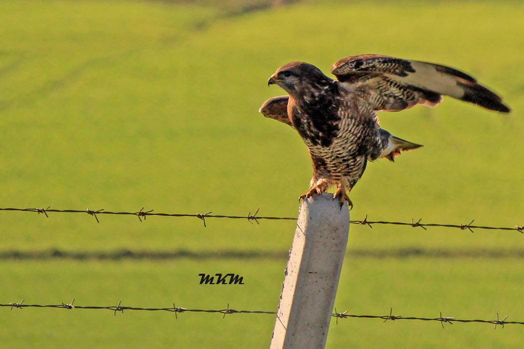 Common Buzzard