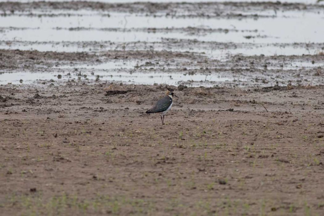 Northern Lapwing