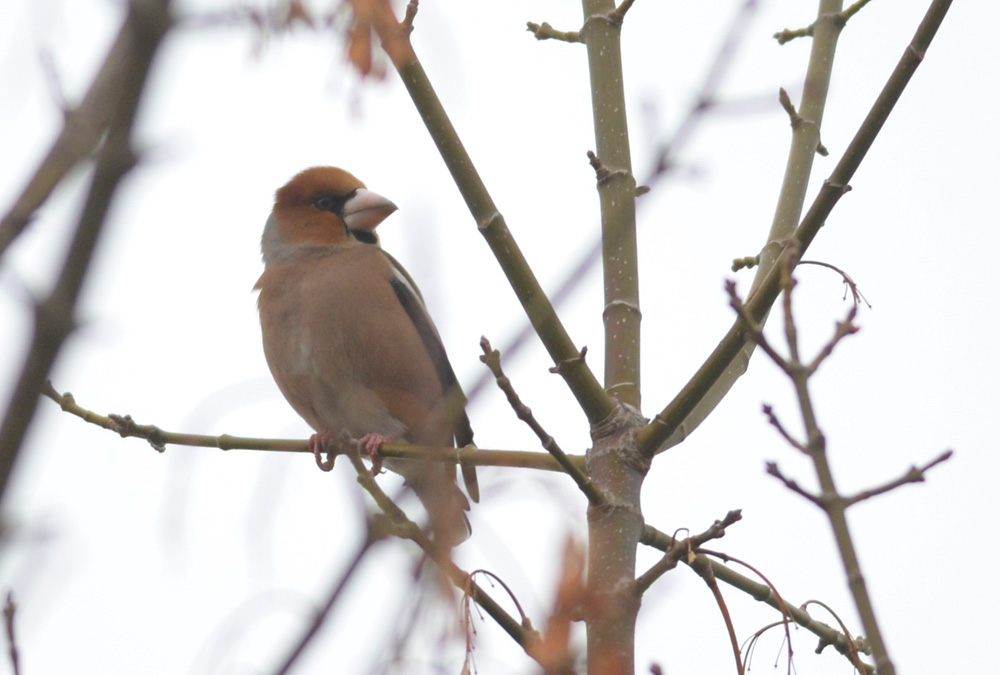 Hawfinch