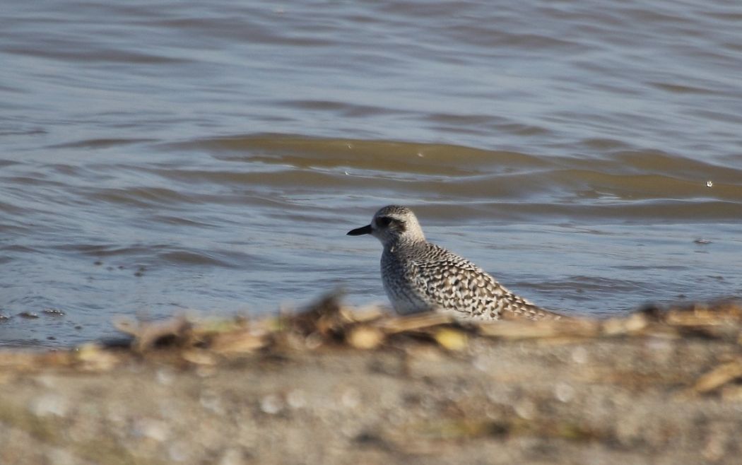 Grey Plover