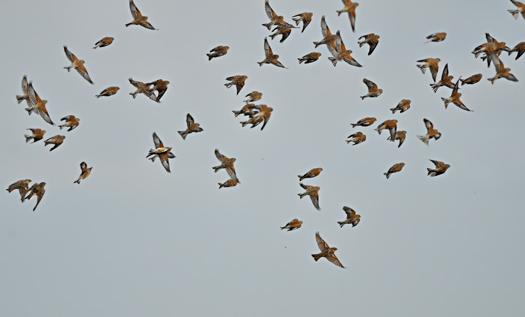 Common Linnet