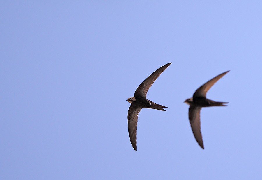 Common Swift