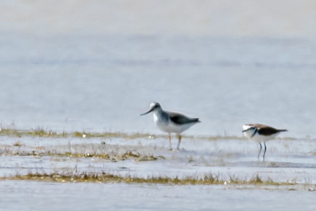 Terek Sandpiper