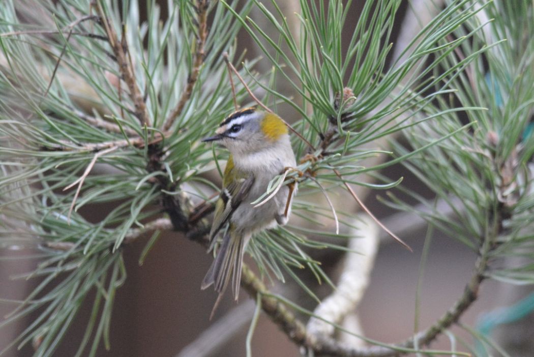 Common Firecrest