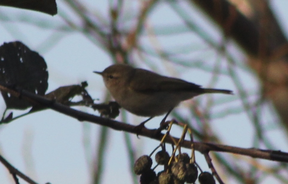 Mountain Chiffchaff