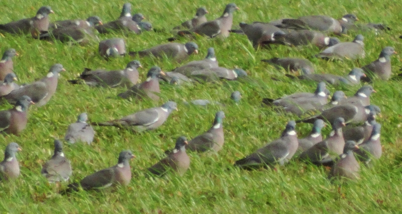 Common Wood Pigeon
