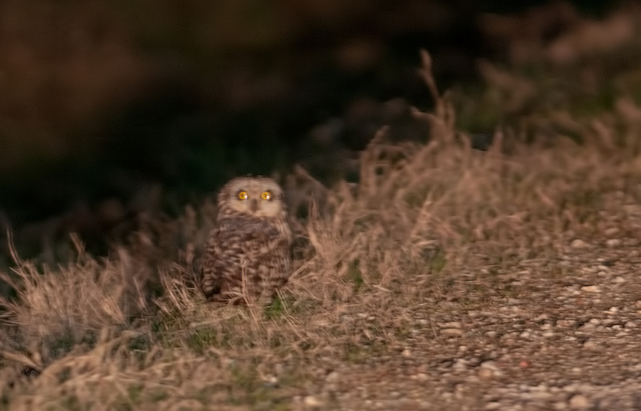 Short-eared Owl