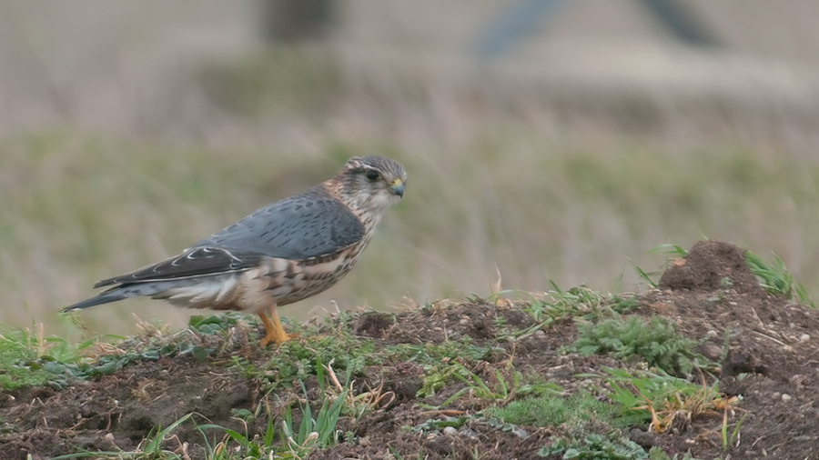 Merlin