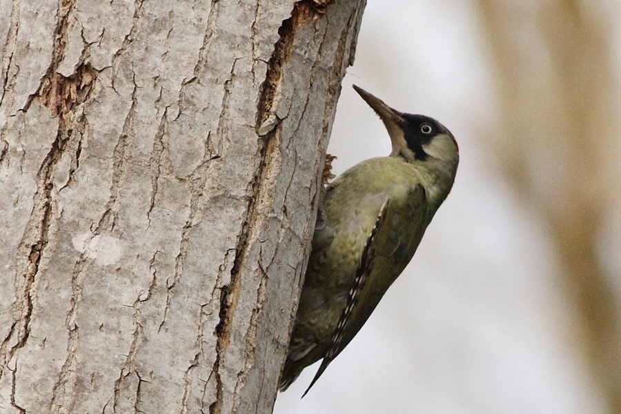 European Green Woodpecker