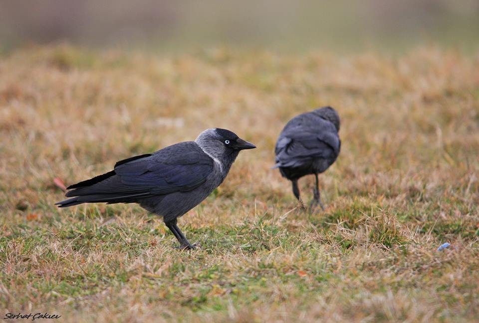 Western Jackdaw
