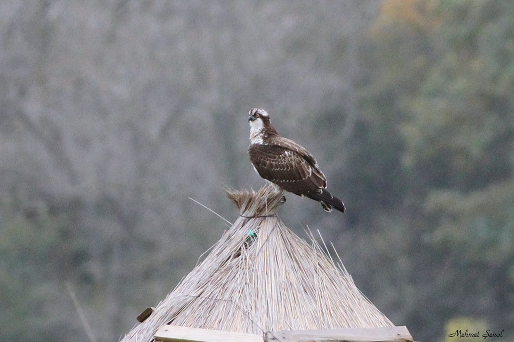 Osprey