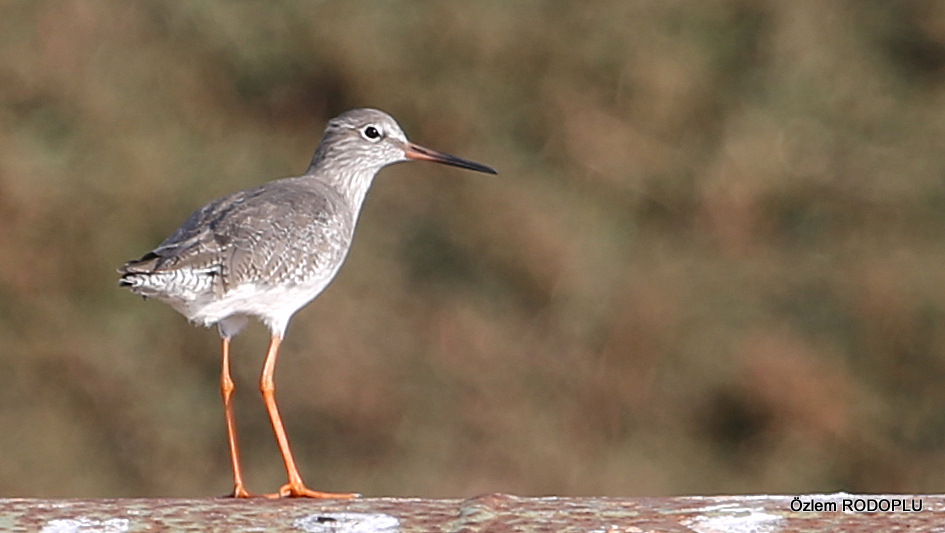 Common Redshank