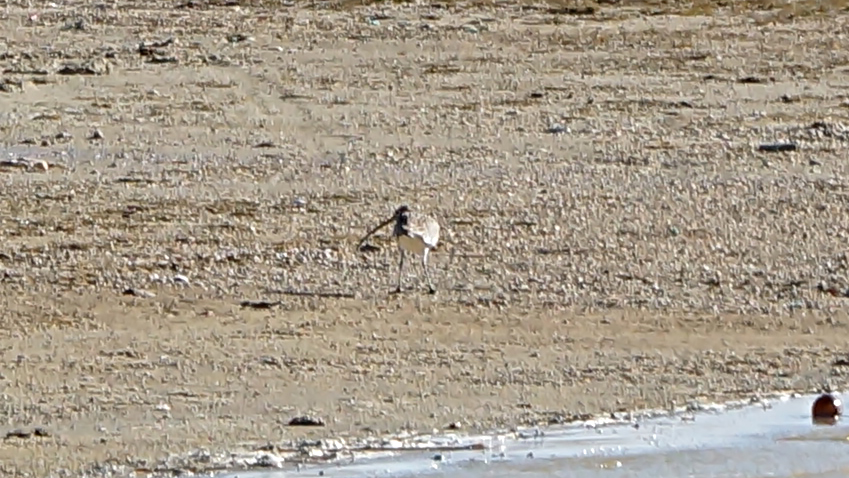Eurasian Curlew