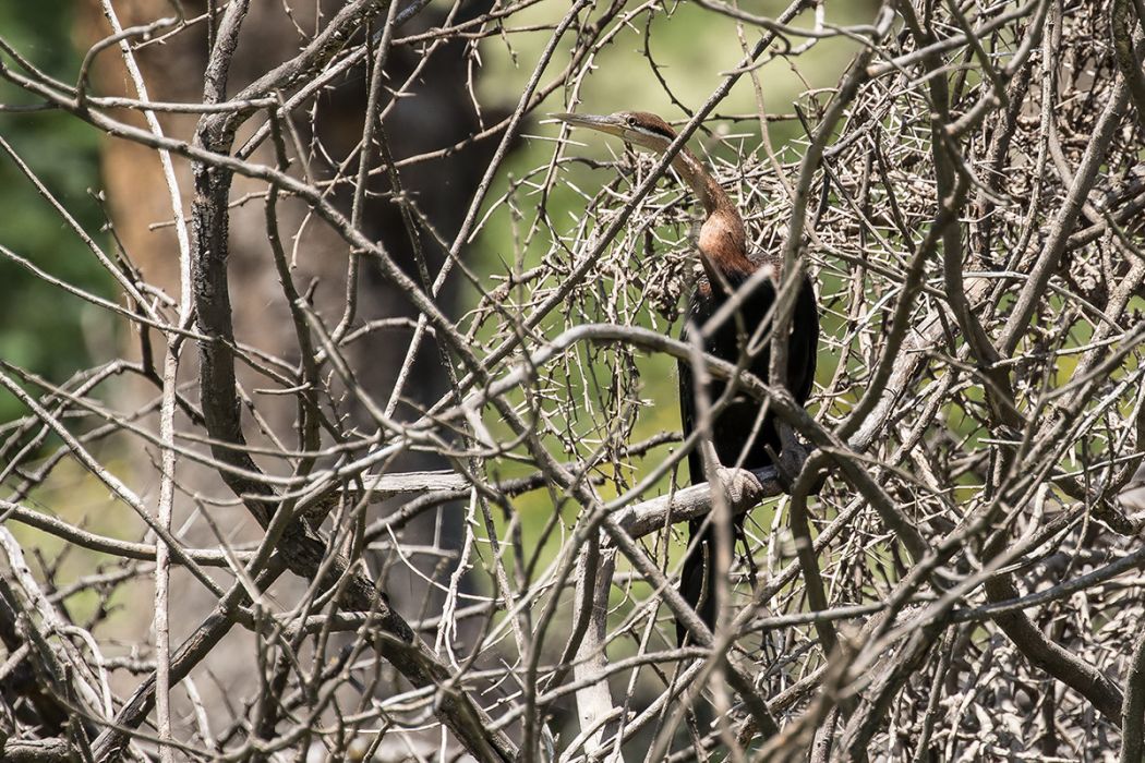 African Darter
