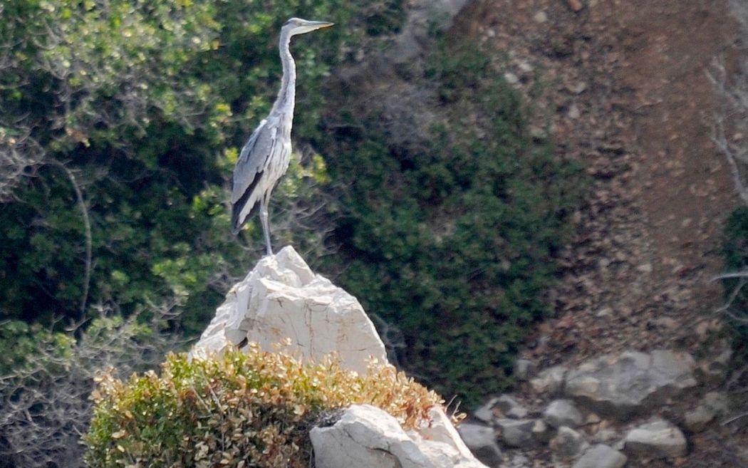 Gri balıkçıl