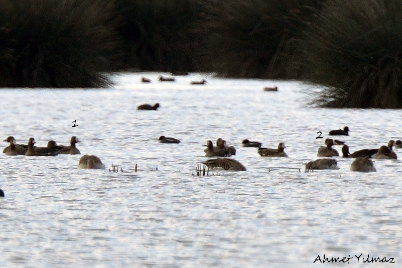 Lesser White-fronted Goose