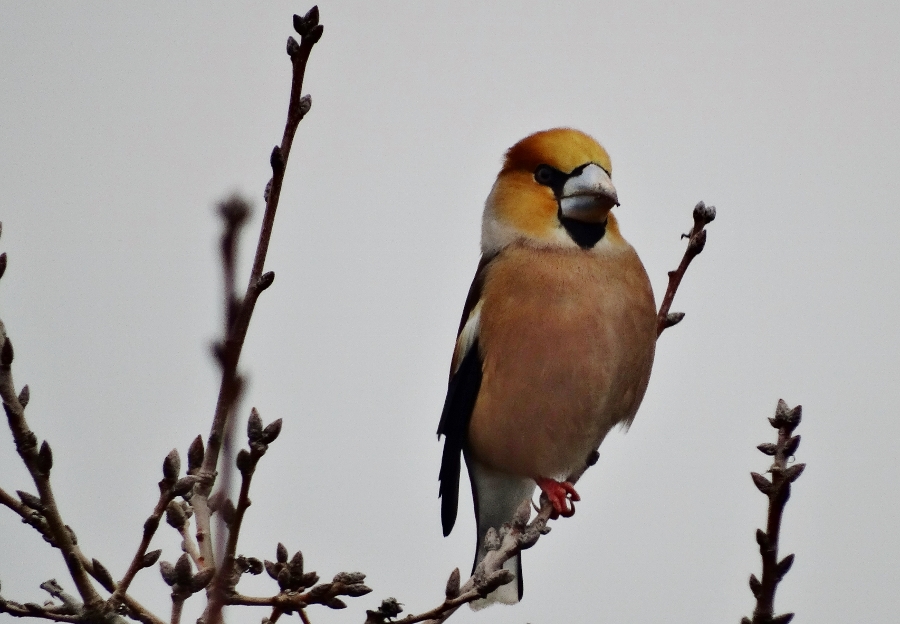Hawfinch