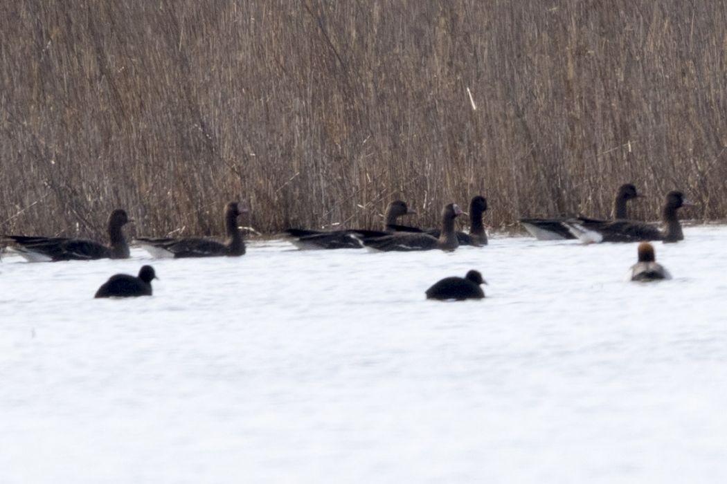 Lesser White-fronted Goose