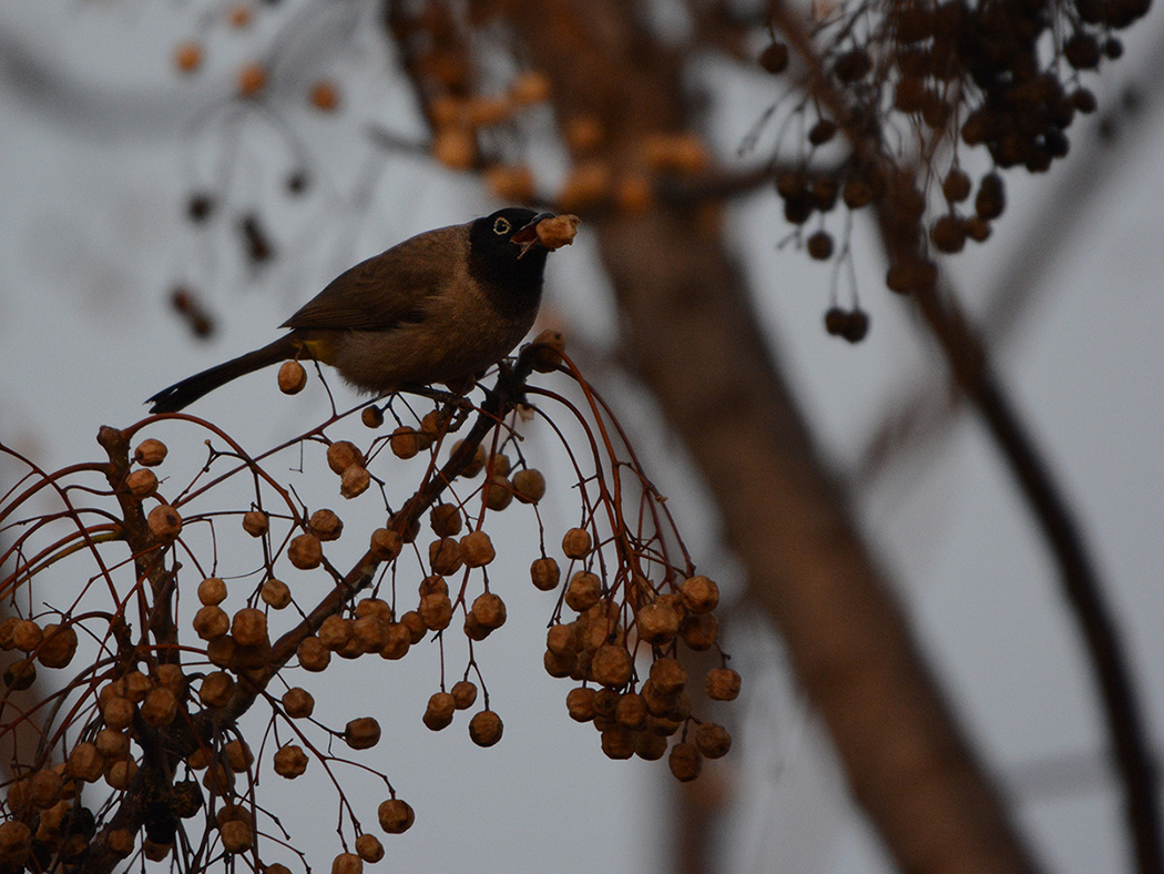 White-spectacled Bulbul
