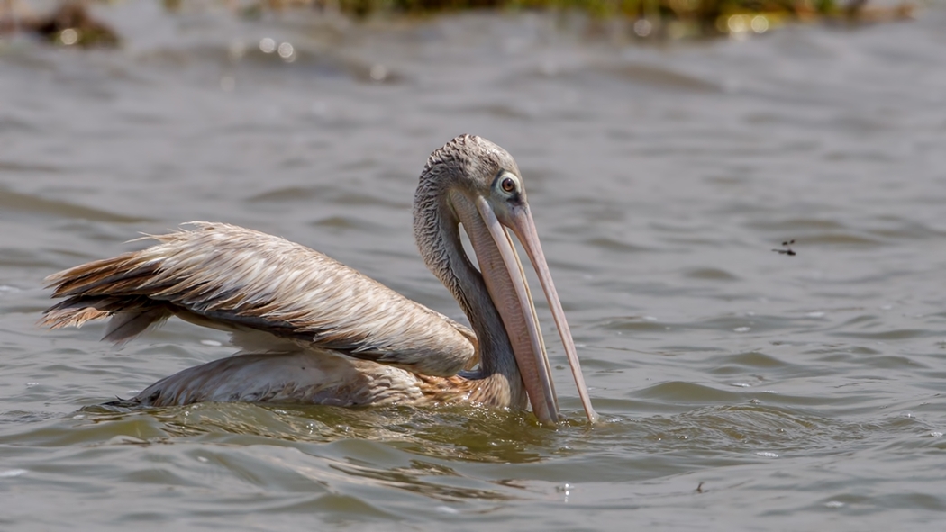 Pink-backed Pelican
