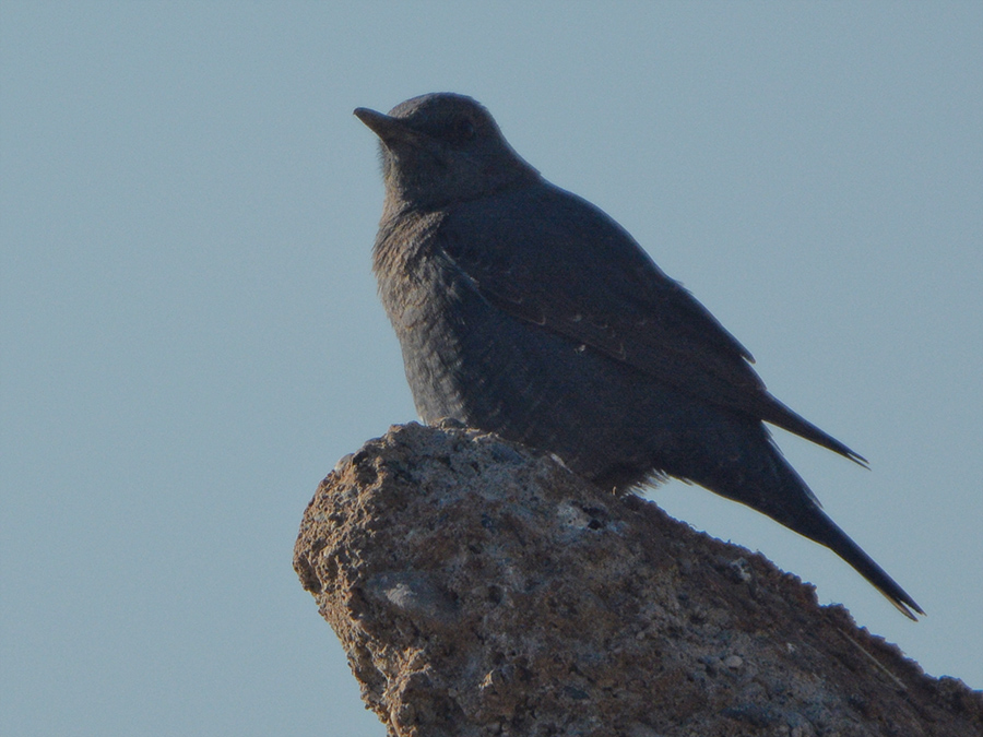 Blue Rock Thrush