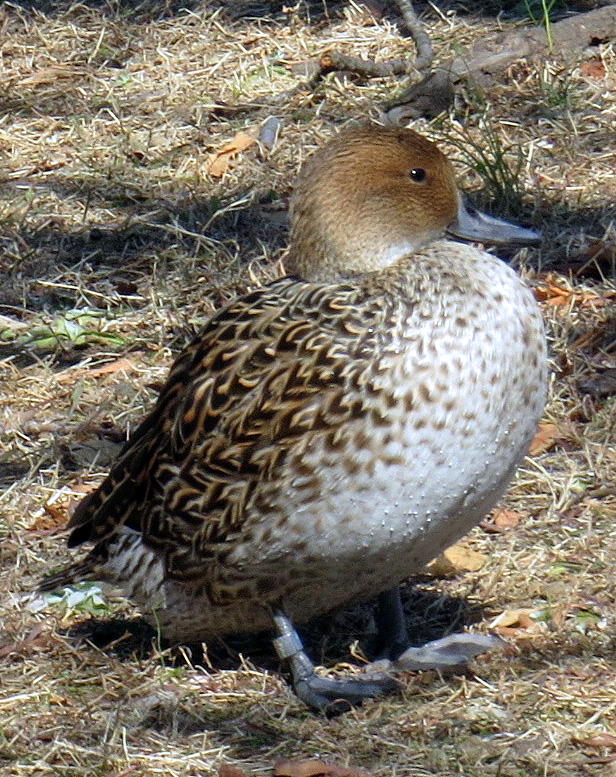 Eurasian Teal
