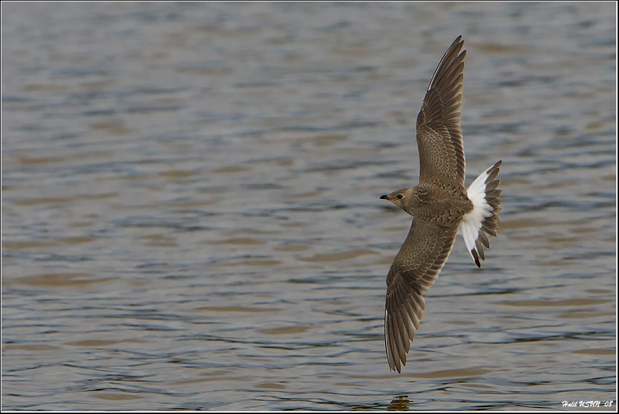 Collared Pratincole