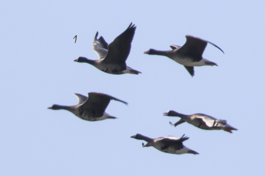 Lesser White-fronted Goose