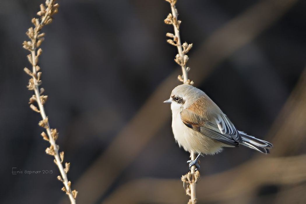 Eurasian Penduline Tit