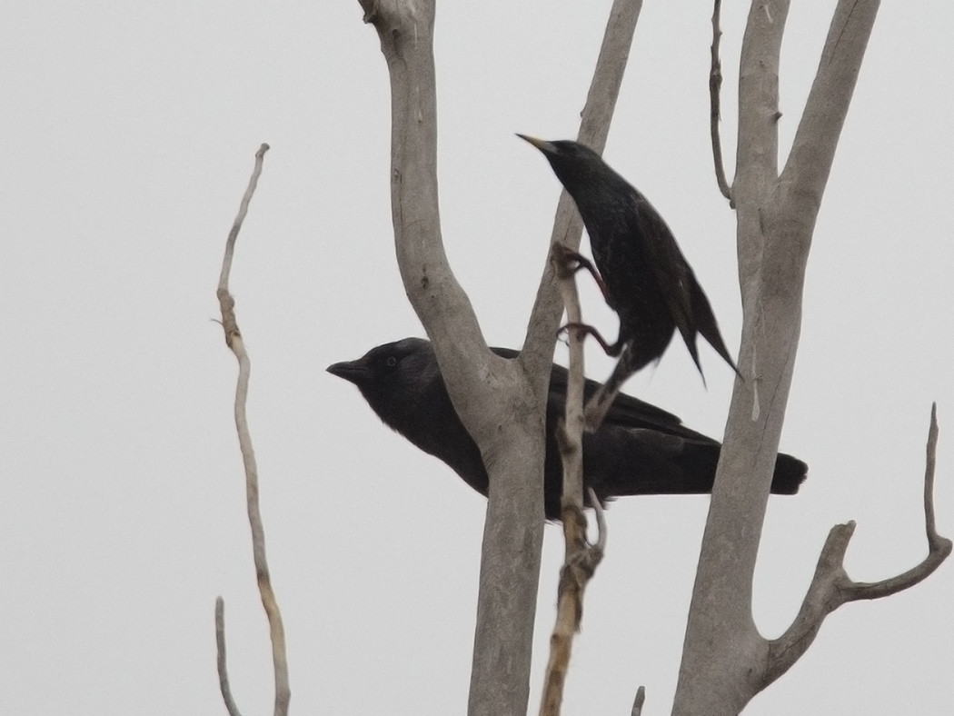 Western Jackdaw
