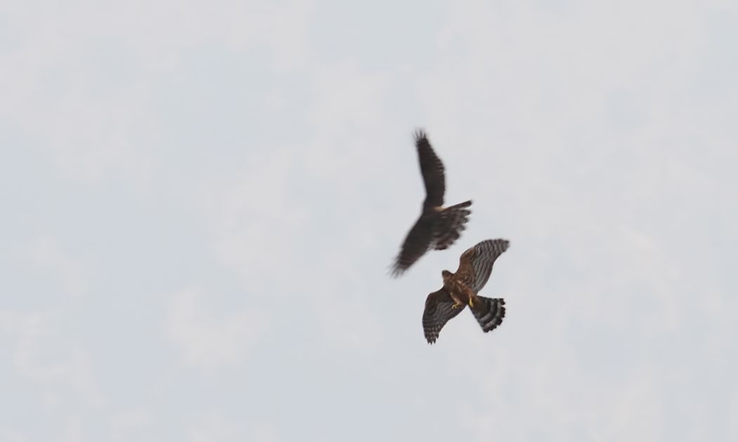 Eurasian Goshawk