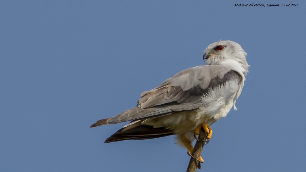Black-winged Kite