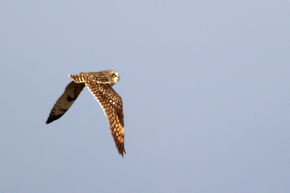 Short-eared Owl