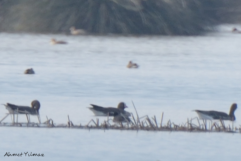 Lesser White-fronted Goose