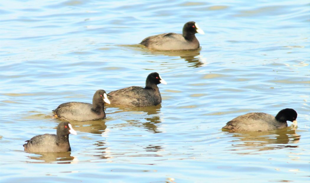 Eurasian Coot
