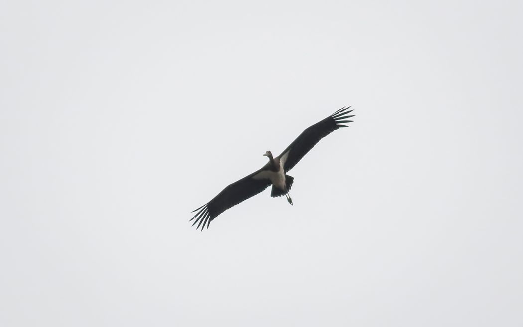 Black Stork