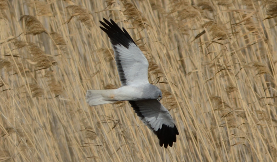 Hen Harrier