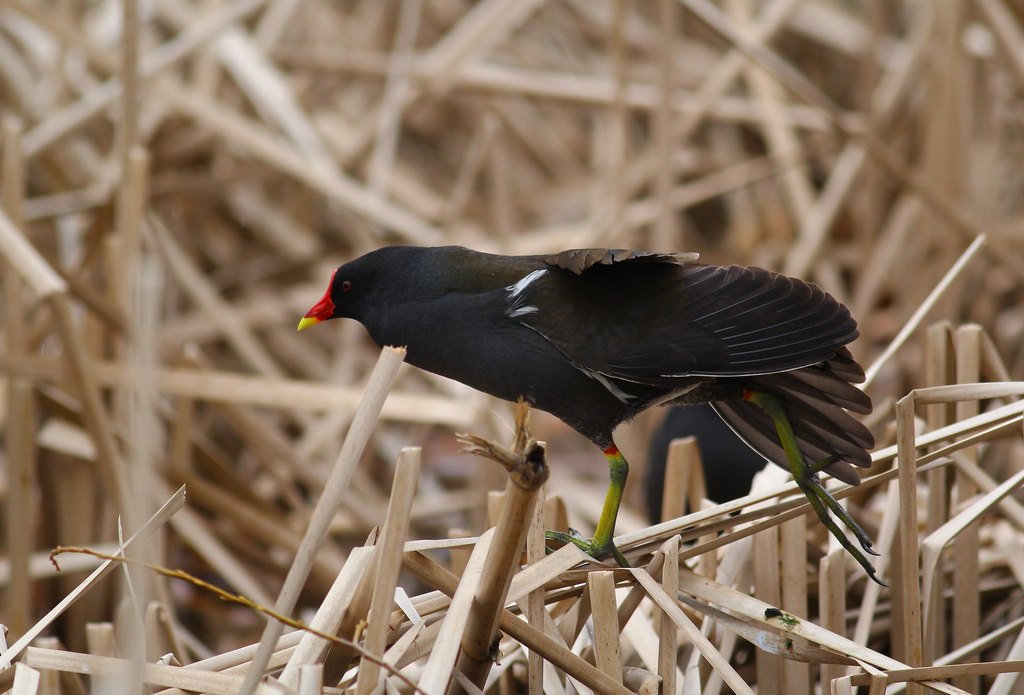 Common Moorhen