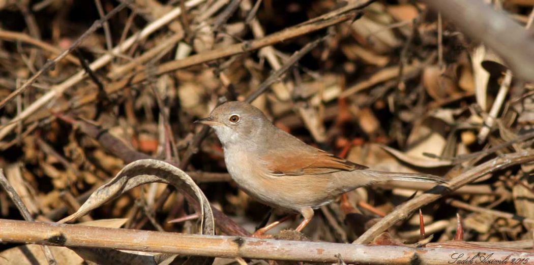 Spectacled Warbler