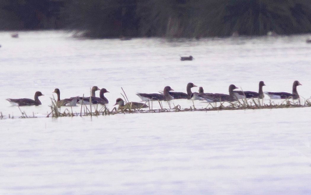 Greater White-fronted Goose
